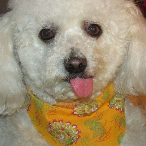 Meet your Posher, Stevie - Picture 1 of 1